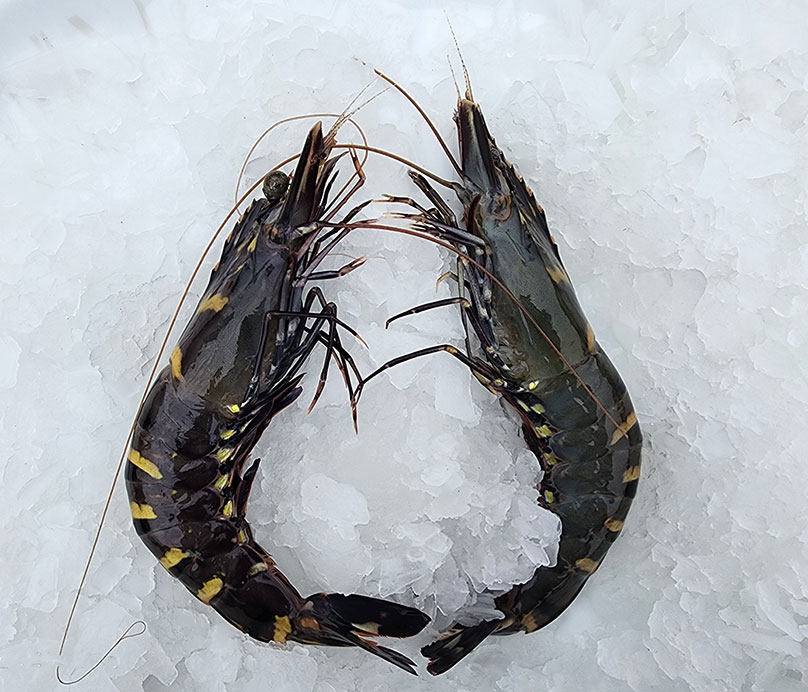 Black Tiger Shrimp