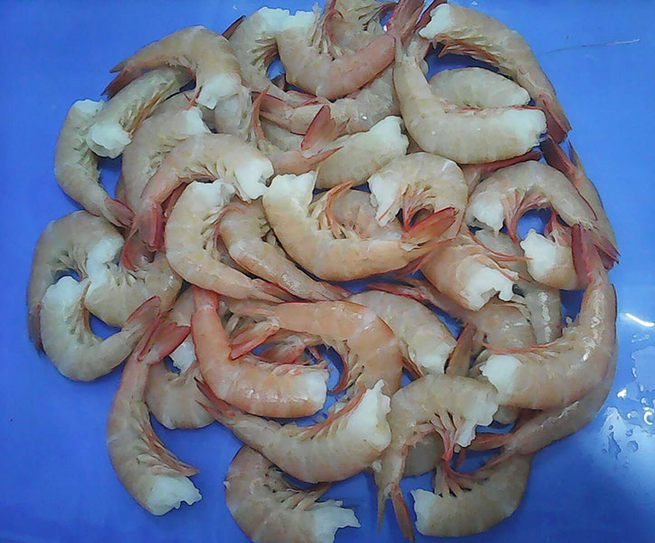 Brown Tiger prawn ( Penaeus esculentus)