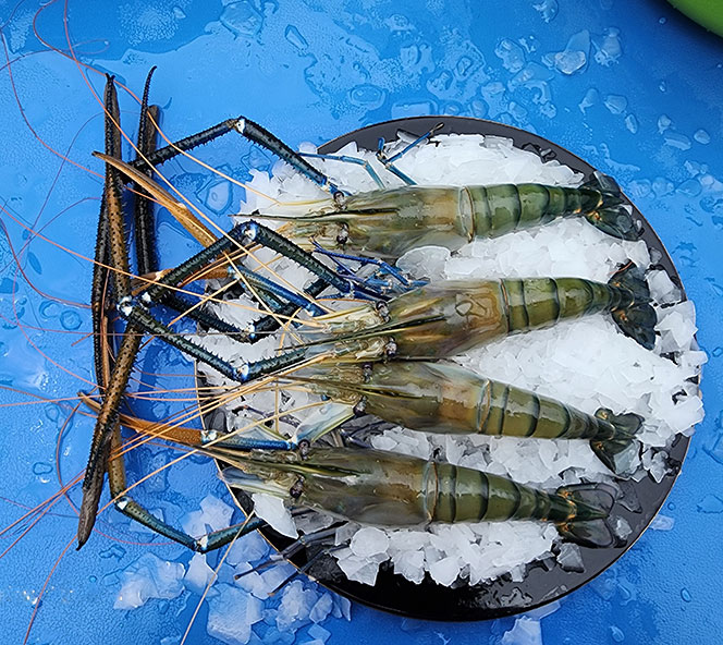 Fresh water Scampi (Macrobrachium rosenbergii)