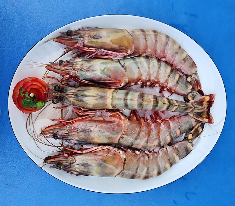 Ocean Tiger (Penaeus monodon)