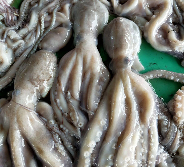 Octopus (Octopus Vulgaris)