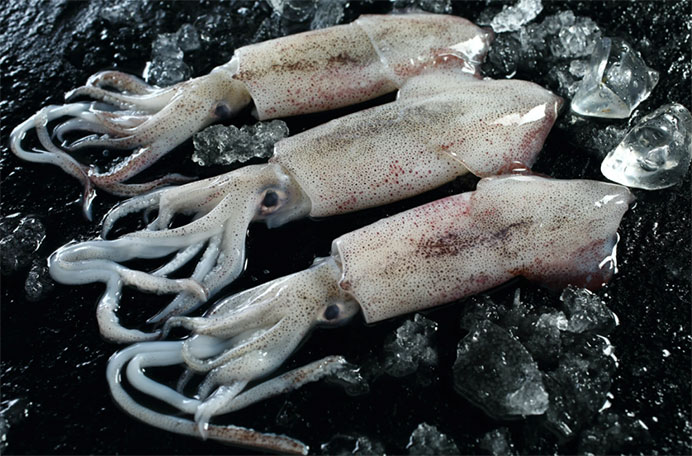 Squid (Loligo spp.)