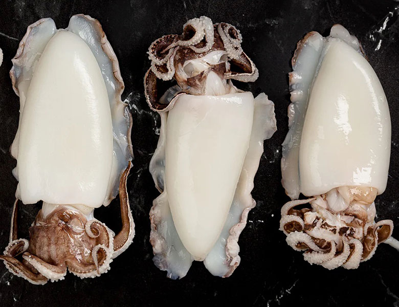 Squid (Loligo spp.)