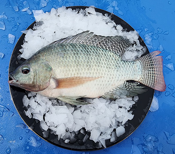 Tilapia (Oreochromis niloticus)